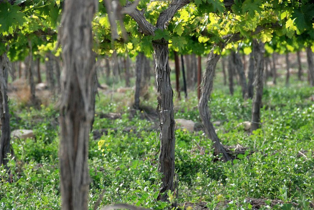 Carmey Avdat Farm Midreshet Ben Gurion Exteriér fotografie