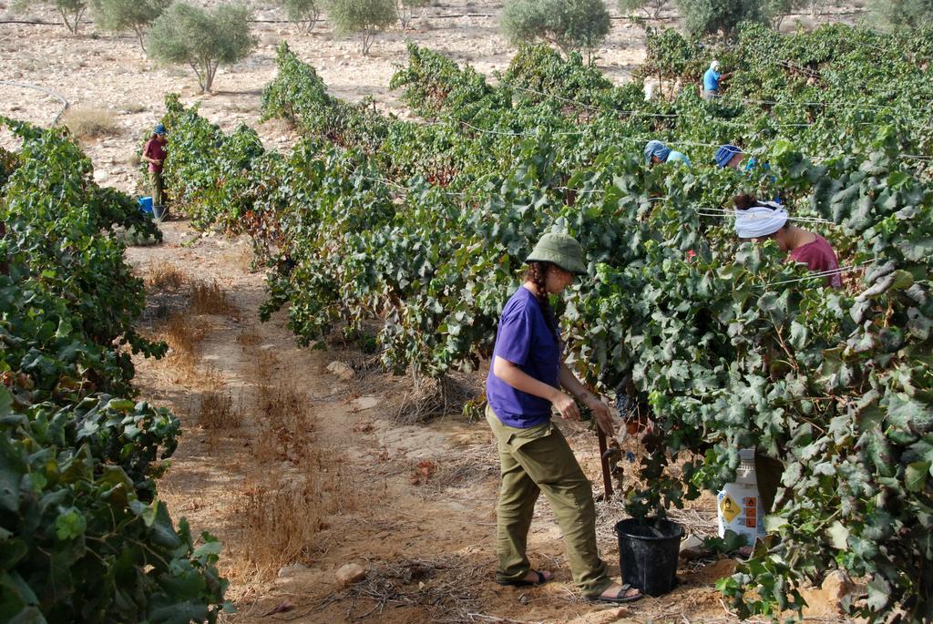 Carmey Avdat Farm Midreshet Ben Gurion Exteriér fotografie